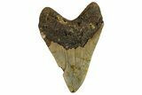 Bargain, Fossil Megalodon Tooth - North Carolina #257749-2